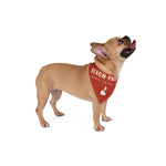 Side view of a fawn French bulldog in the red Beach Patrol bandana, a Rhode Island dog bandana for beach days