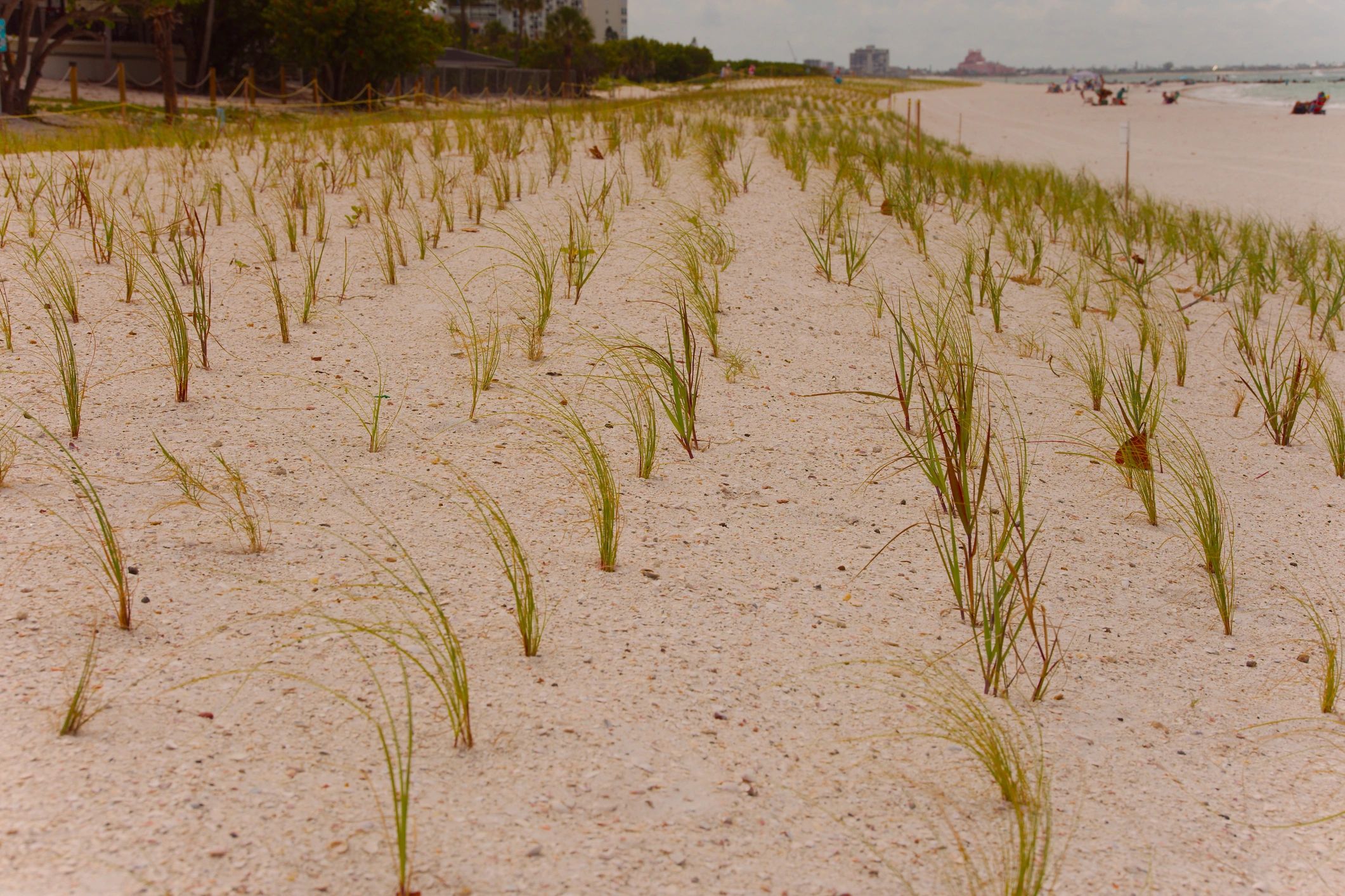 Beach grass and dunes along a quiet shoreline